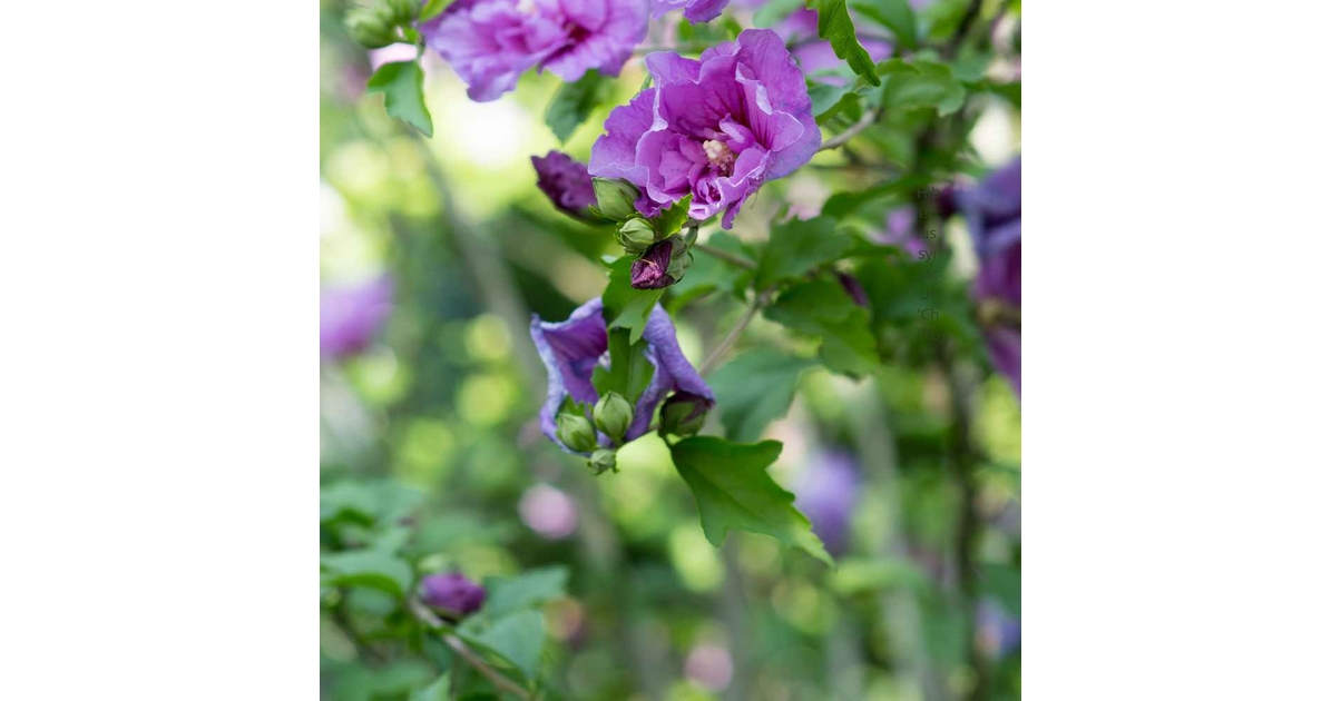 洋書 La floraison des philosophes syriaques Hibiscus syriacus | BotanicalDryGarden
